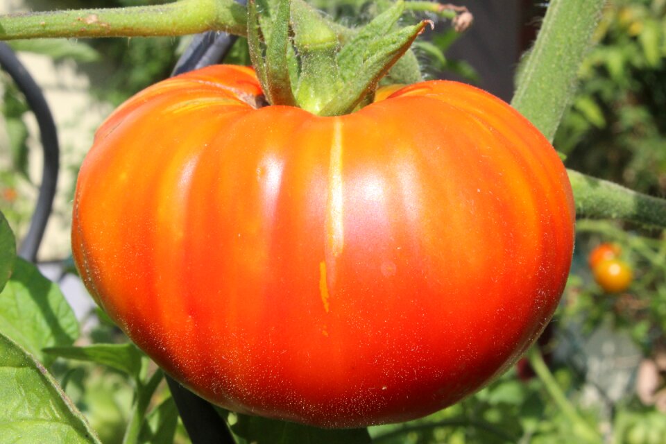 Tomato beefsteak tomato vegetables
