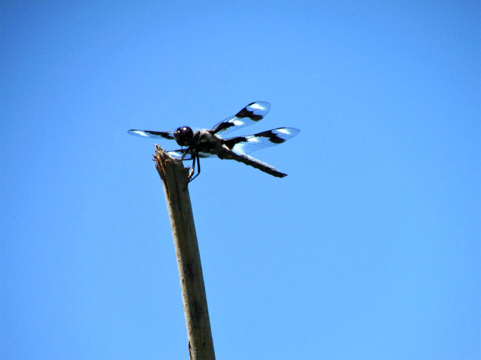 Sky blue twelve-spot