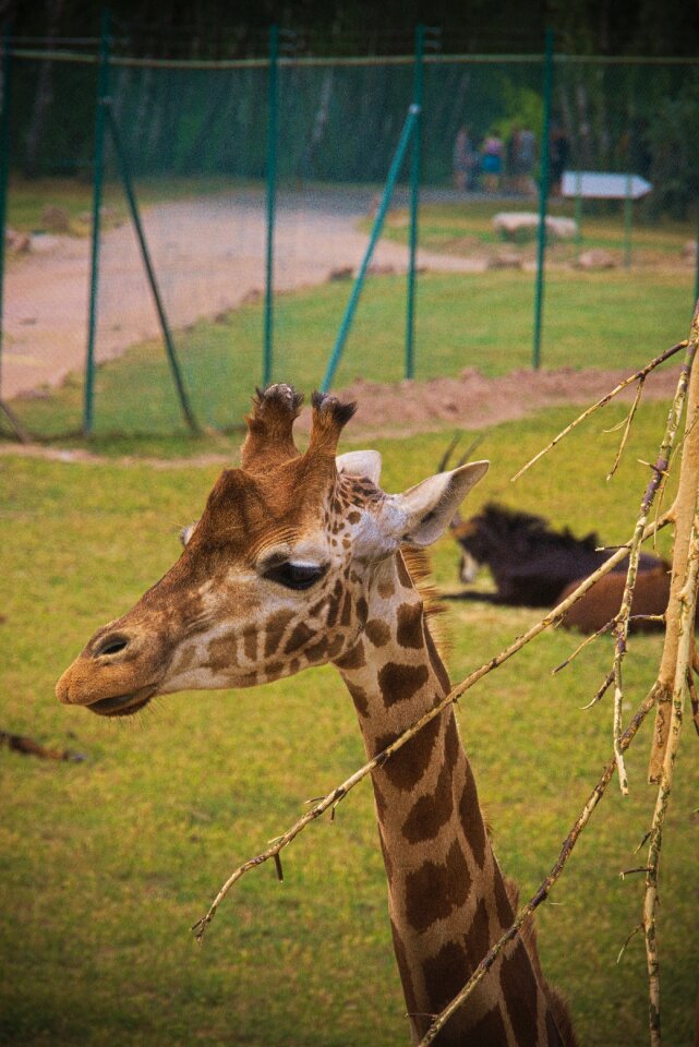 Zoo horns wild