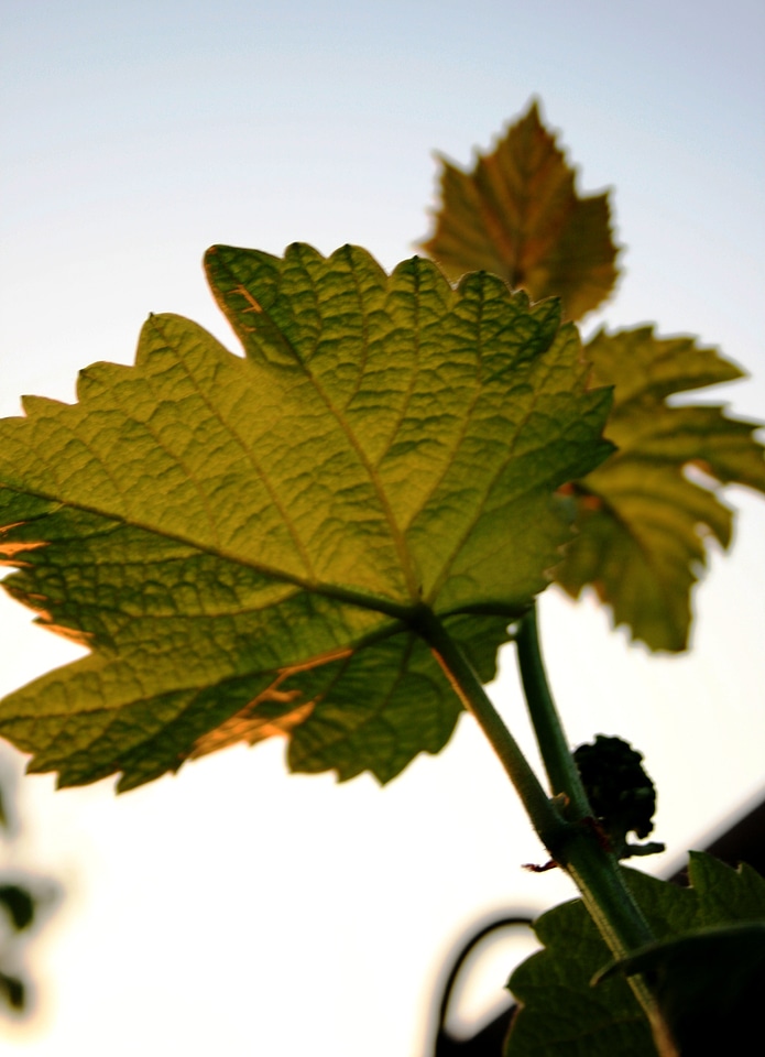 Grape green serrated