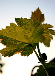 Grape green serrated
