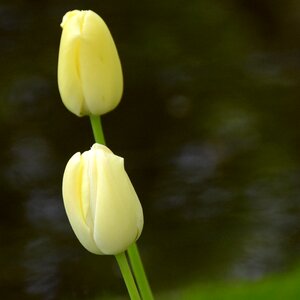 Holland flower dutch