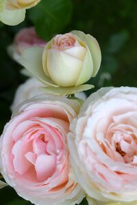 Nature plant romantic