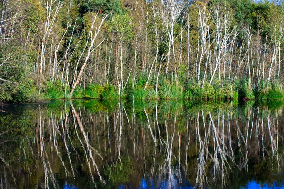 Nature water forest