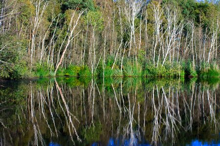 Nature water forest photo