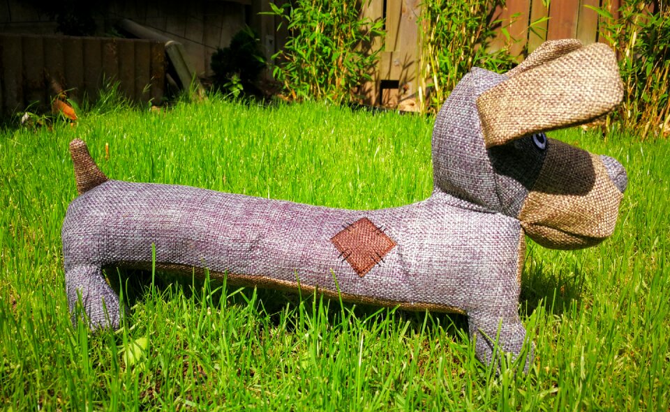 Dachshund meadow garden