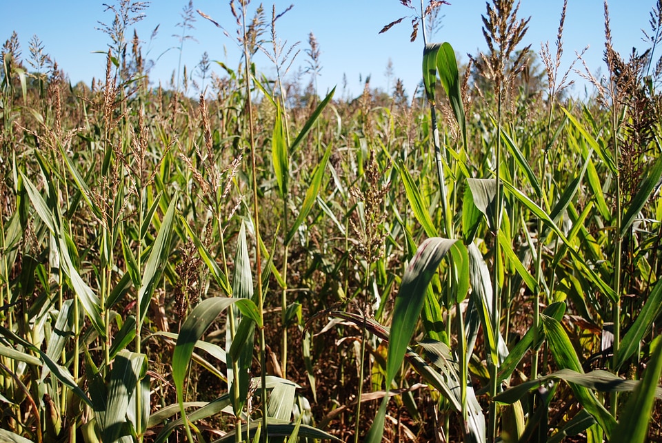 Farm agriculture field