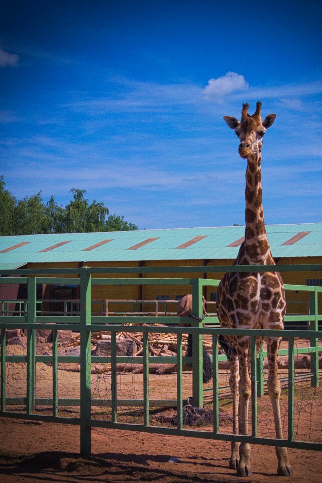 Zoo wild safari