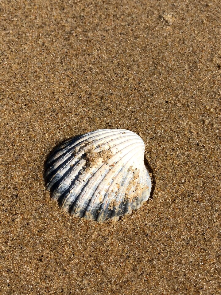 Seashell sand beach