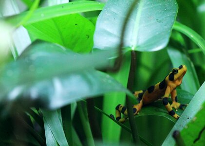 Poison rainforest small
