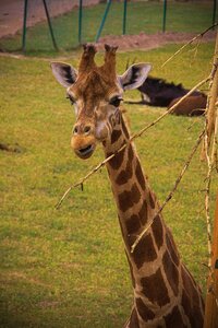 Zoo horns wild photo