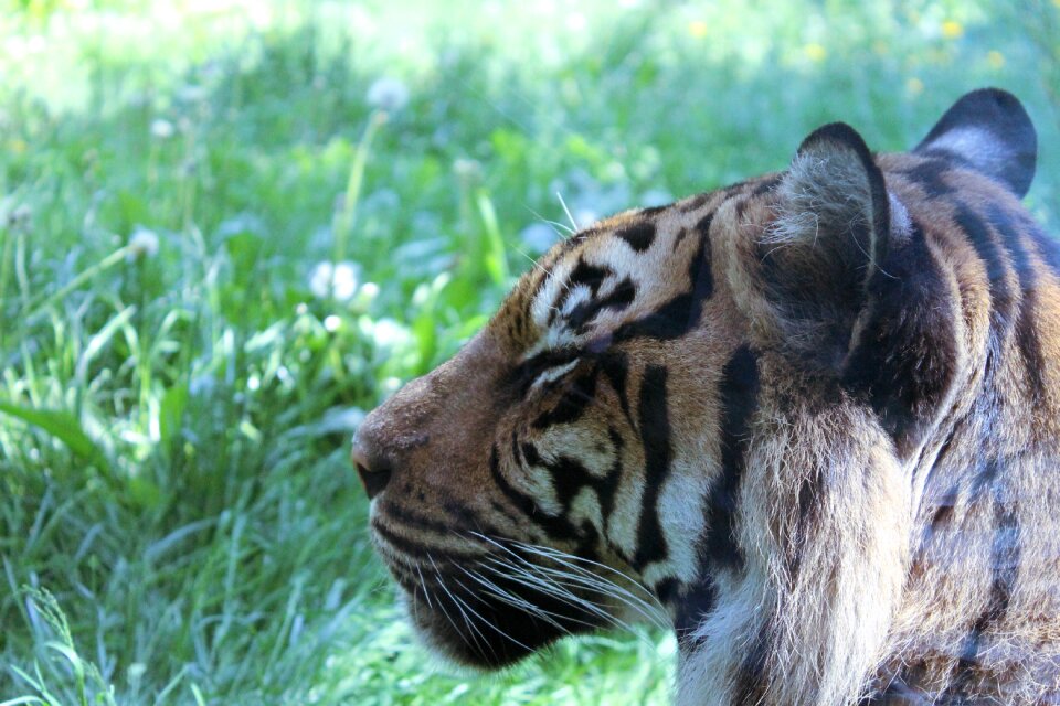 Predator fur striped