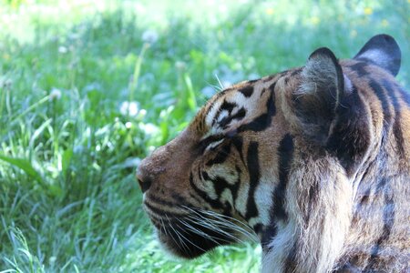Predator fur striped