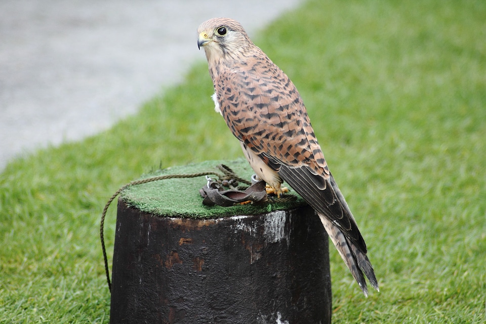 Bird raptor animals