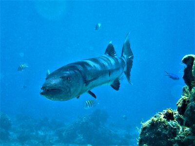 Fish ocean predator photo