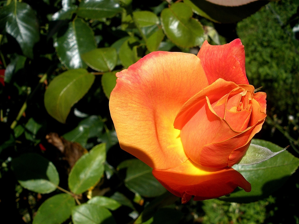 Orange blossom bloom