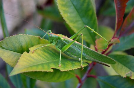 Large green locusts