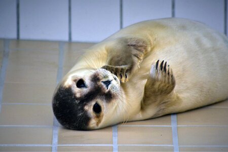 Baby seal sanctuary animal welfare photo