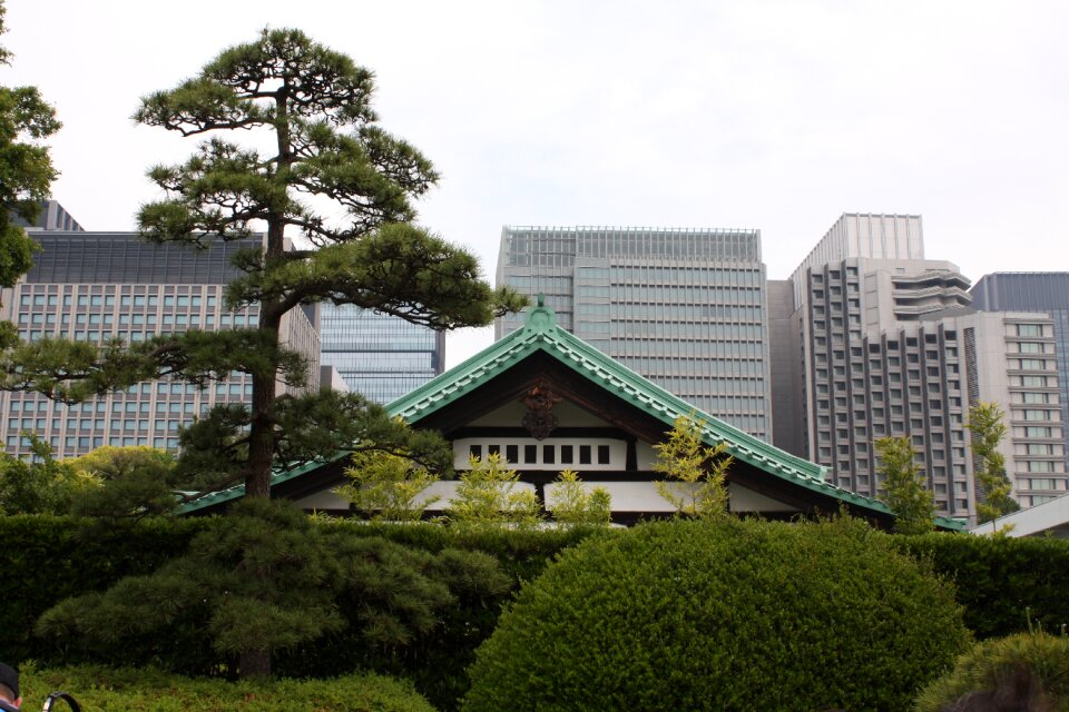 Park garden tree