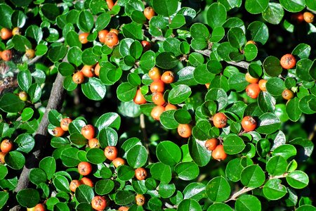 Berries minor dashing