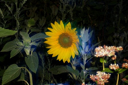 Yellow blue plant