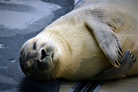 Baby seal sanctuary animal welfare photo