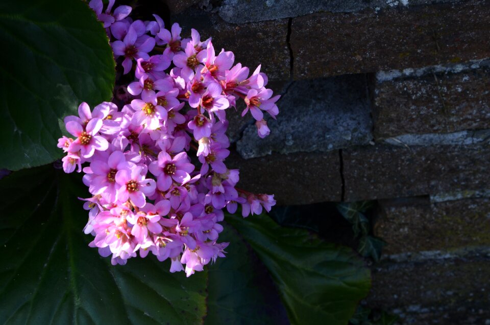 Plant pink spring