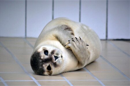 Baby seal sanctuary animal welfare photo