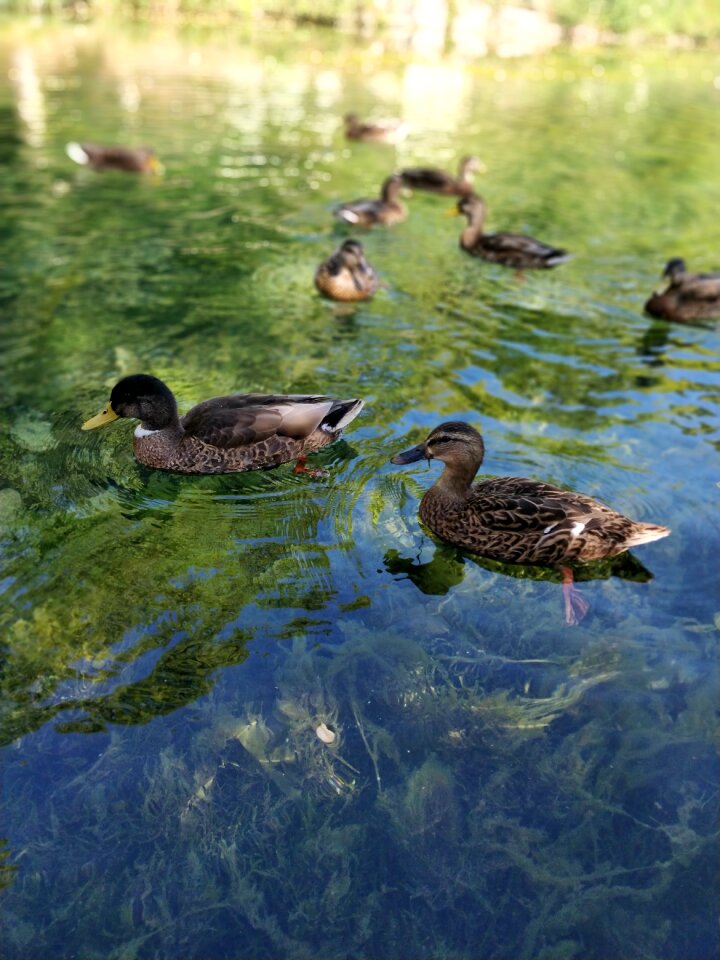 Water alga pond