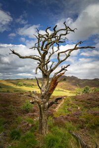 Scenic nature the roaches