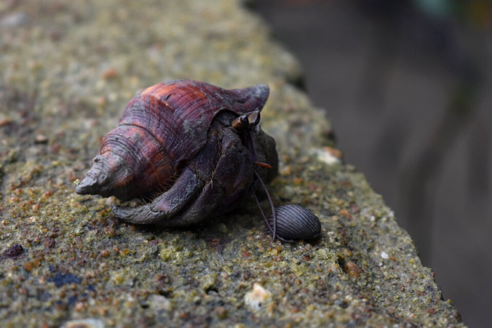 Shell crustacean aquatic
