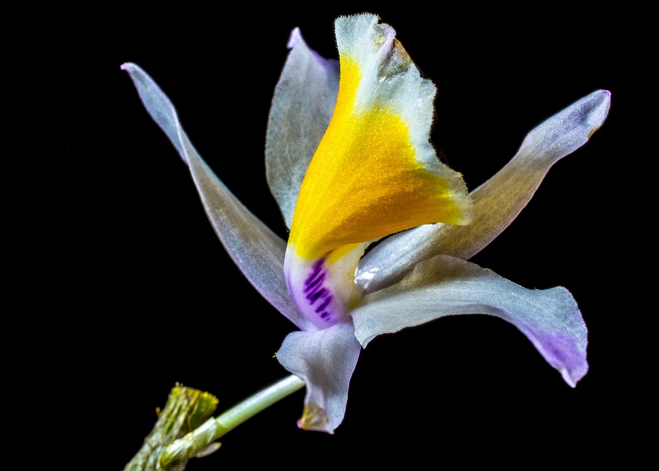 Bloom flower white purple yellow