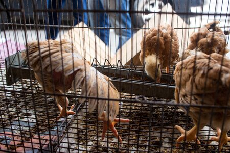 Plumage birds cage