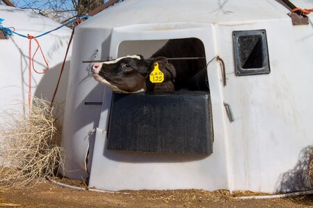 Vegan milk cow