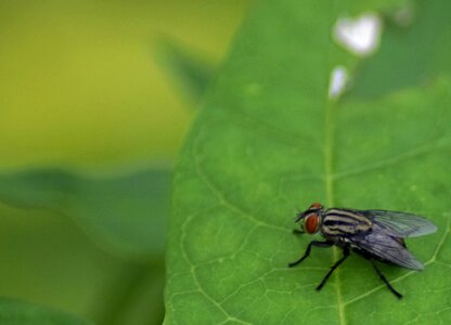 Outdoors biology invertebrate photo