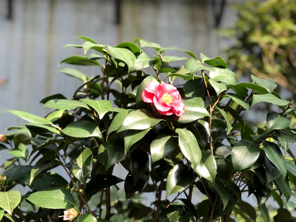 Camellia flower petal jeju