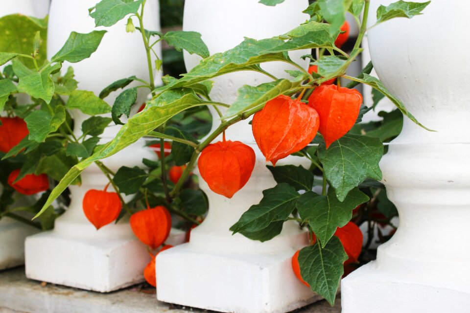 Blooms at bloom fruit