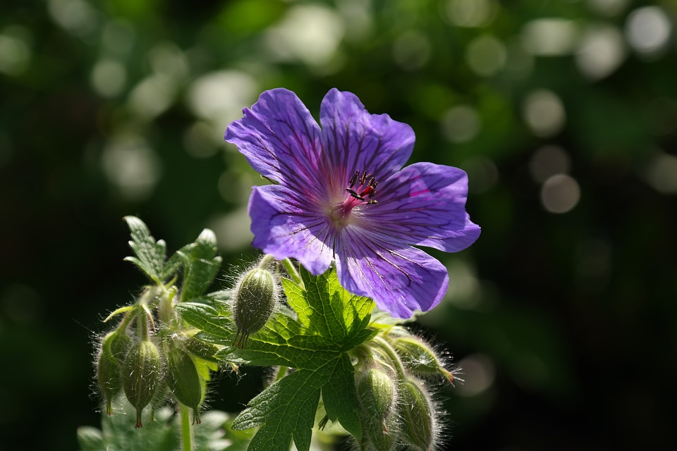 Plant flower violet