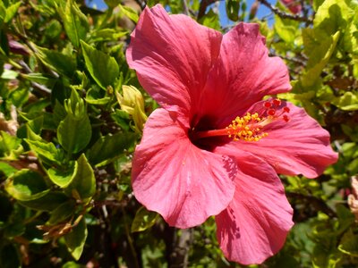 Bloom mallow nature