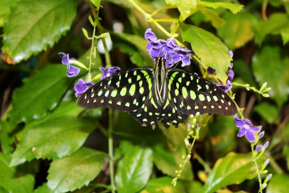 Colorful green spring