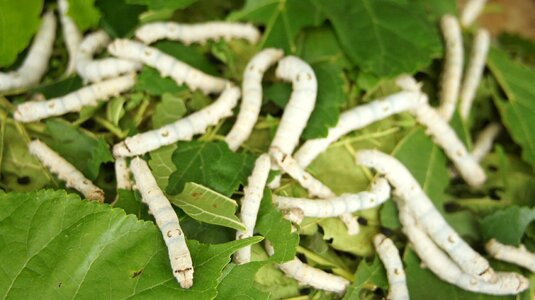 Mulberry who in the powder freeze-drying soap in the