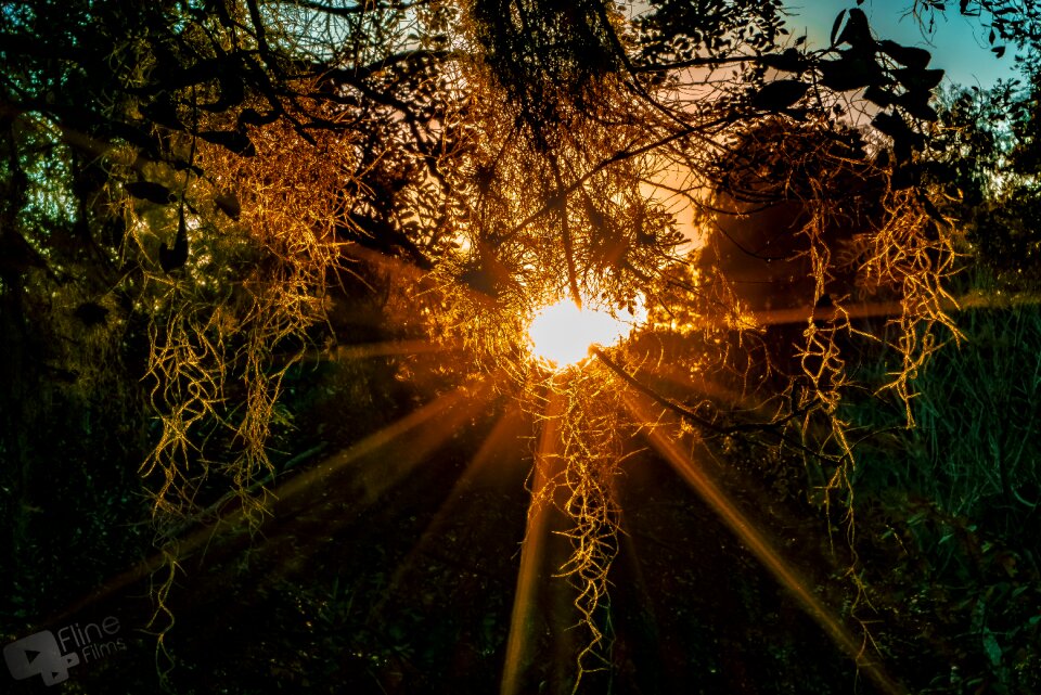 Nature summer tree