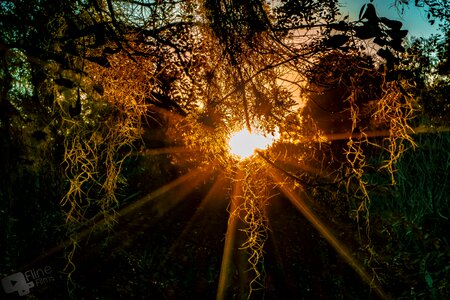 Nature summer tree