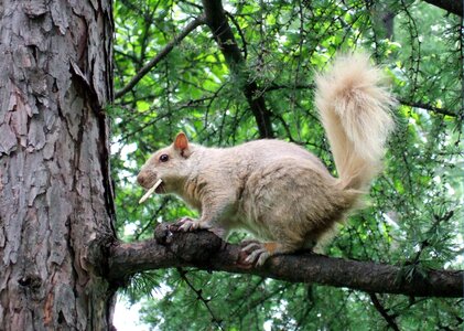 Nature eating biscuit wild photo