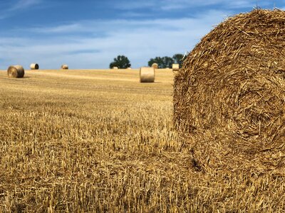Agriculture summer hay bales