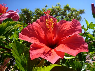 Bloom mallow nature