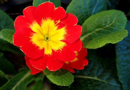 Nature plant spring