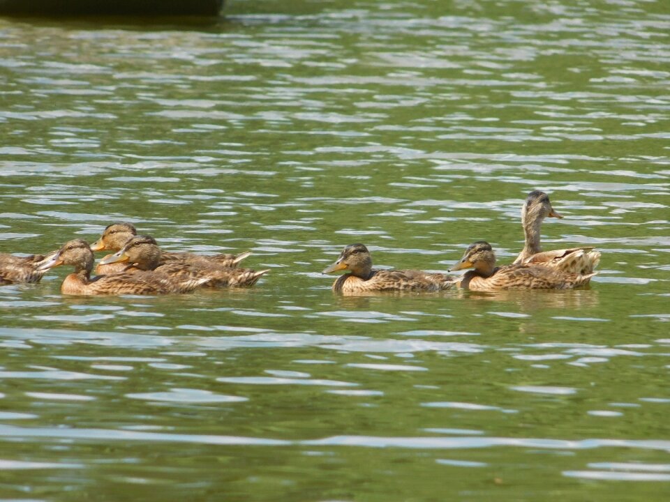Water duck nature