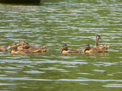 Water duck nature photo