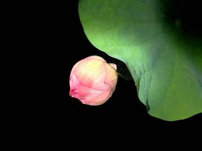 Simple black bud